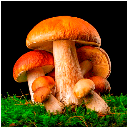 Porcino Mushroom 3VC Natural flavour Oilsoluble